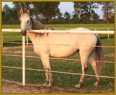 Tennessee Walking Horse Broodmare, BUCKSKIN BEAUTY #960001