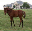 Tennessee Walking Horse Weanling BUM'S MOUNTAIN ROCK (ped. pend.)