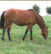 Tennessee Walking Horse broodmare, BUM'S MISTY MOUNTAIN