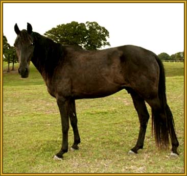 Tennessee Walking Horse gelding, BUM'S TREASURE #2020240