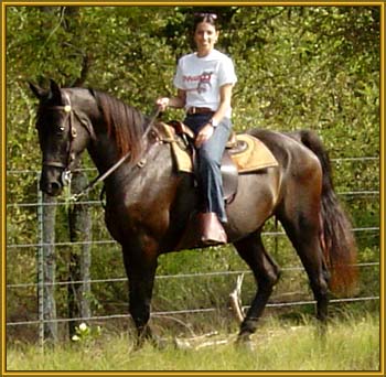 Tennessee Walking Horse gelding, BUM'S TREASURE #2020240