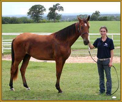 Tennessee Walking Horse CHAMPAGNE OF CHOICE #2030408