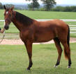 Tennessee Walking Horse CHAMPAGNE OF CHOICE #2030408