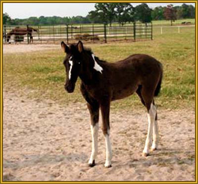 Tennessee Walking Horse Weanling,  COIN'S ROCKIN PRIDE (ped. pend.)