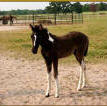 Tennessee Walking Horse Weanling,  COIN'S ROCKIN PRIDE (ped. pend.)