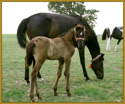 Tennessee Walking Horse Weanling,  COIN'S ROCKIN RENA (ped. pend.)