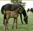 Tennessee Walking Horse Weanling,  COIN'S ROCKIN RENA (ped. pend.)