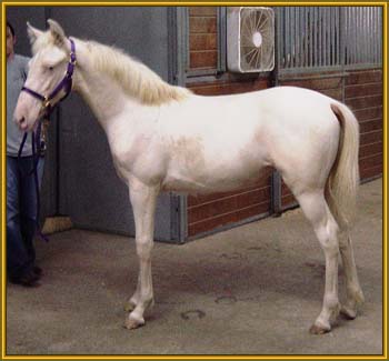 Tennessee Walking Horse cremello filly, FAVORITE'S BUCKSKIN  #20304081