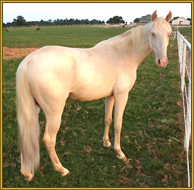 Tennessee Walking Horse cremello filly, FAVORITE'S BUCKSKIN  #20304081