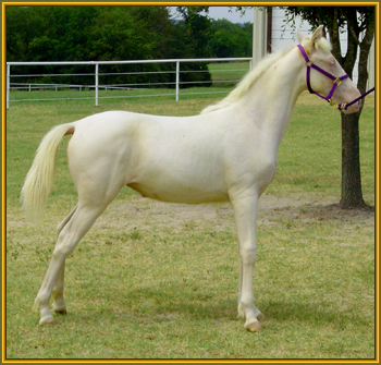 Tennessee Walking Horse cremello filly, FAVORITE'S BUCKSKIN  #20304081