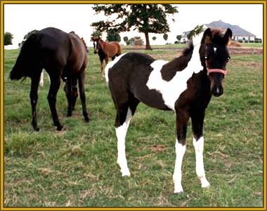 Tennessee Walking Horse Weanling,  GATSBY'S ROCKIN TOUCH (ped. pend.)