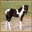 Tennessee Walking Horse Weanling,  GATSBY'S ROCKIN TOUCH (ped. pend.)