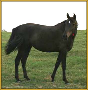 Tennessee Walking Horse Broodmare,  GATSBY'S TOUCH #20202407/BL