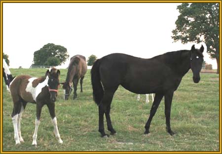 Tennessee Walking Horse Broodmare,  GATSBY'S TOUCH #20202407/BL