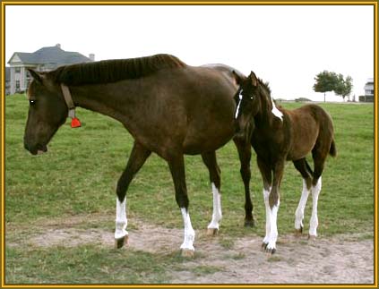 Tennessee Walking Horse Weanling,  COIN'S ROCKIN PRIDE (ped. pend.) with dam, Gold Coin's Haze.