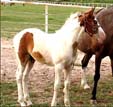 Tennessee Walking Horse Weanling HAWK'S ROCK (ped. pend.)