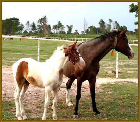 Tennessee Walking Horse Weanling HAWK'S ROCK (ped. pend.)