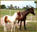 HAWK'S SERENADE #916492/HR, a Midnight Mack K broodmare.