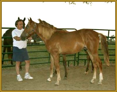 Tennessee Walking Horse yearling, MACK K'S BLUEHEELS #20402033