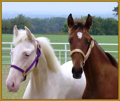 Little debutantes -  Favorite's Buckskin,  for sale below, and future broodmare, Mack K's Dazzler.