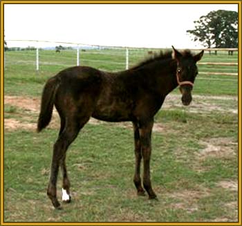 Tennessee Walking Horse Weanling MARY'S MIDNIGHT ROCKER (ped. pend.)