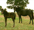 MARY'S MIDNIGHT WALKER #947314/BL, a Midnight Mack K broodmare.