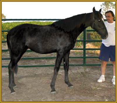 Tennessee Walking Horse yearling, MISS MACK'S LADY #20402036