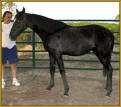 Tennessee Walking Horse yearling, MISS MACK'S LADY #20402036