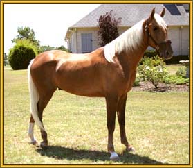 Tennessee Walking Horse stallion, PLAYBOY'S CHAMPAGNE #20304079