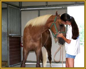 Tennessee Walking Horse stallion, PLAYBOY'S CHAMPAGNE #20304079