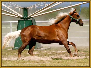 Tennessee Walking Horse stallion, PLAYBOY'S CHAMPAGNE #20304079