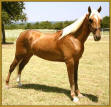 Tennessee Walking Horse stallion, PLAYBOY'S CHAMPAGNE #20304079