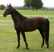 Tennessee Walking Horse gelding, PLAYBOYS LADIES TOUCH #20202408/B