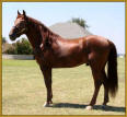 Magnificient Mack K. #19914778, Tennessee Walking Horse stallion.