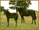 MARY'S MIDNIGHT WALKER #947314/BL, a Midnight Mack K broodmare.