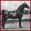 MidnightSun, 1945 and 1946 World Grand Champion.