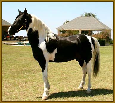 Tennessee Walking Horse stallion, ROCK WITH PRIDE #942654