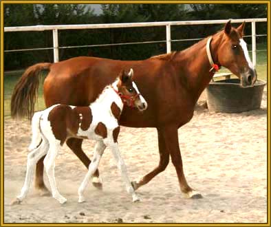 Tennessee Walking Horse Weanling ROCK'S FINAL CHOICE (ped. pend.)