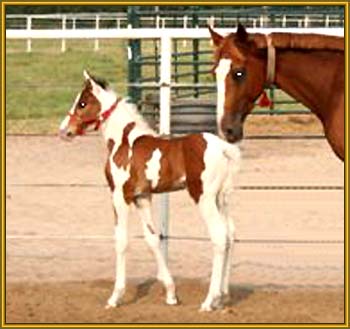 Tennessee Walking Horse Weanling ROCK'S FINAL CHOICE (ped. pend.)