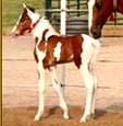 Tennessee Walking Horse Weanling ROCK'S FINAL CHOICE (ped. pend.)