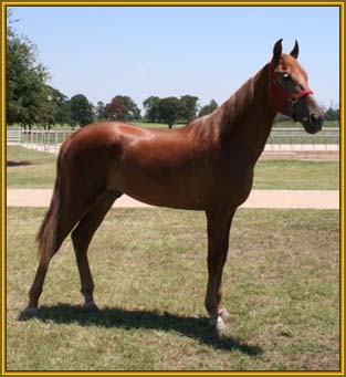 Tennessee Walking Horse stallion, TRIPLE MACK K #20402038