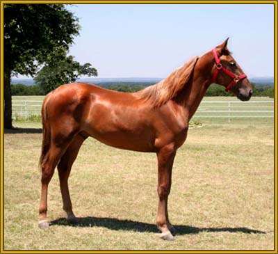 Tennessee Walking Horse stallion, TRIPLE MACK K #20402038