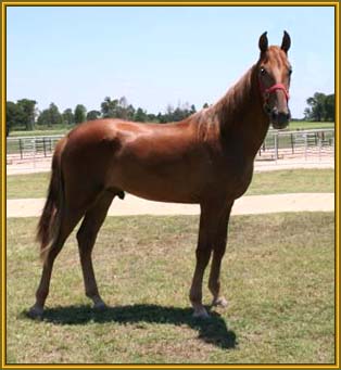 Tennessee Walking Horse stallion, TRIPLE MACK K #20402038